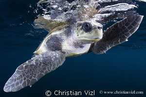   Close Loggerhead turtle found miles off coast Ixtapa Mexico. Mexico  